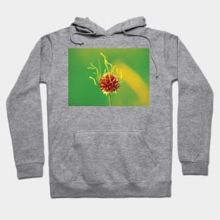 Wild Garlic - Allium vineale Hoodie